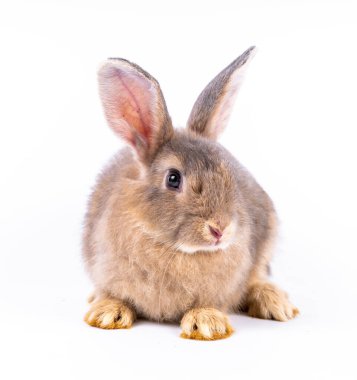 Şirin görünümlü kahverengi tavşan izole edilmiş beyaz arka plan
