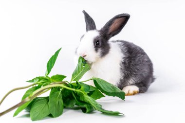cute black and white rabbit isolated white background