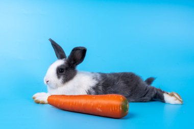 Sevimli siyah beyaz tavşan, izole edilmiş mavi arka plan