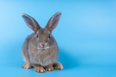 Şirin kahverengi tavşan mavi arka planda.