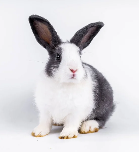 Cute Black White Rabbit Isolated White Background — Stock fotografie