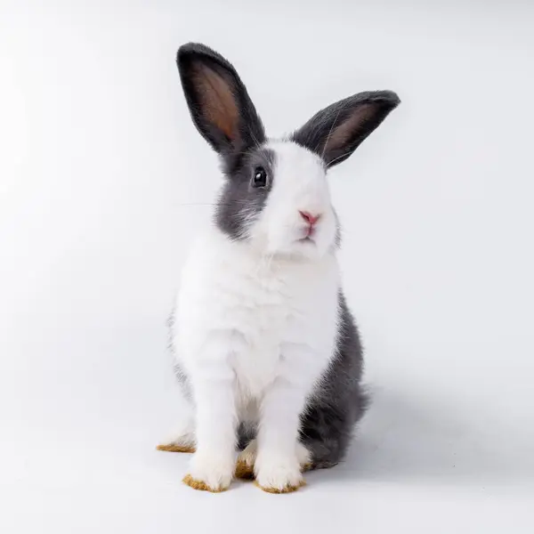 Cute Black White Rabbit Isolated White Background — стокове фото