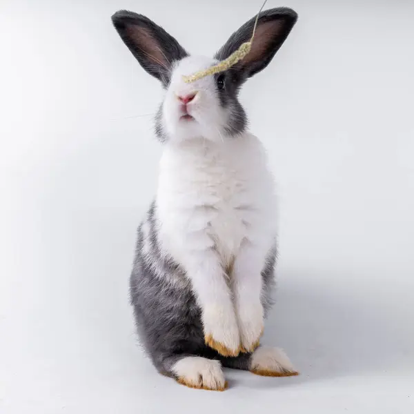 Cute Black White Rabbit Isolated White Background — Zdjęcie stockowe
