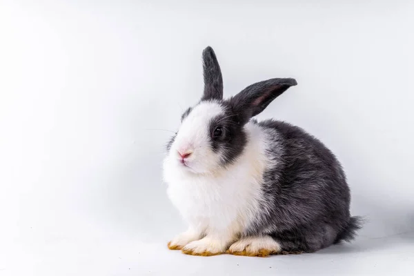 Cute Black White Rabbit Isolated White Background — Stok fotoğraf