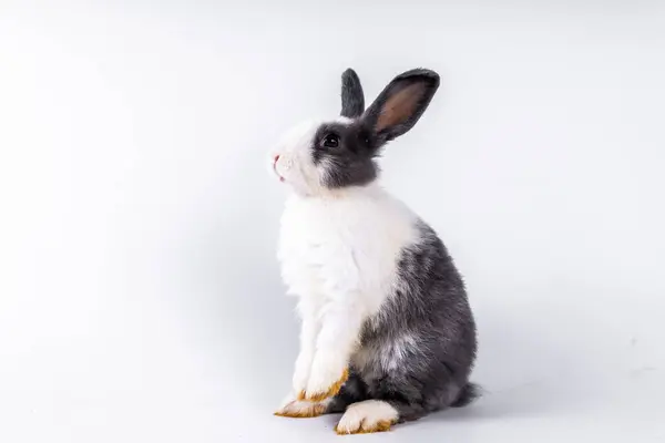 Cute Black White Rabbit Isolated White Background — Fotografia de Stock