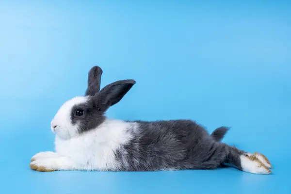 Lindo Conejo Blanco Negro Aislado Fondo Azul — Foto de Stock