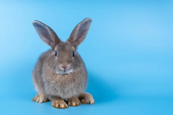 Милий Коричневий Кролик Ізольований Синій Фон — стокове фото