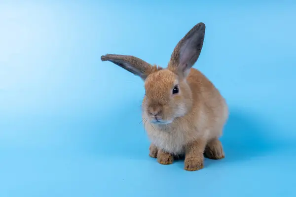 Şirin Kahverengi Tavşan Mavi Arka Planda — Stok fotoğraf