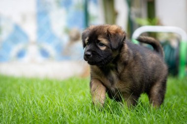 Yeşil alanda siyah ve koyu kahverengi köpek yavrusu