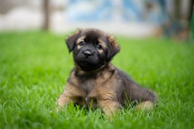 Yeşil alanda siyah ve koyu kahverengi köpek yavrusu