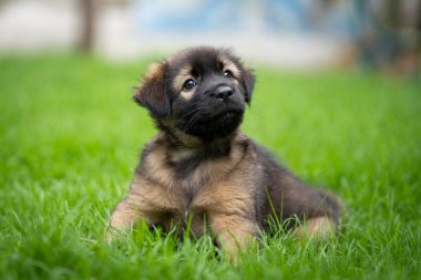 Yeşil alanda siyah ve koyu kahverengi köpek yavrusu