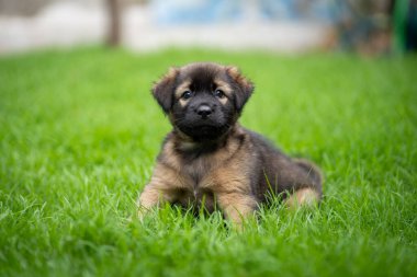 Yeşil alanda siyah ve koyu kahverengi köpek yavrusu