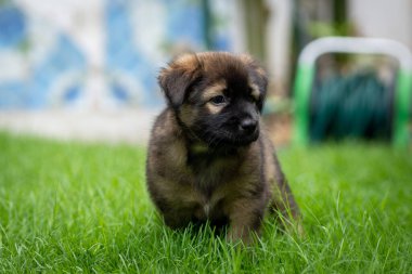 Yeşil alanda siyah ve koyu kahverengi köpek yavrusu