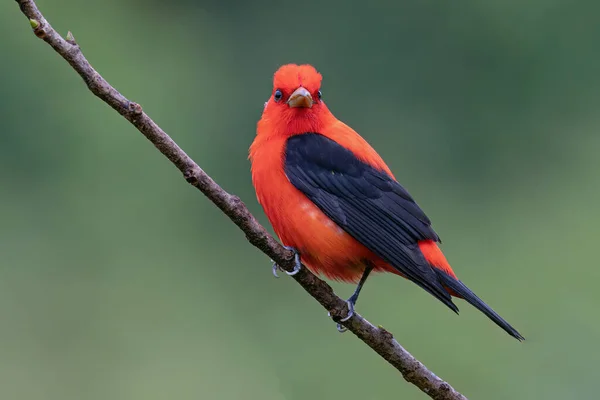 Bird Close Scarlet Tanager — Stock fotografie