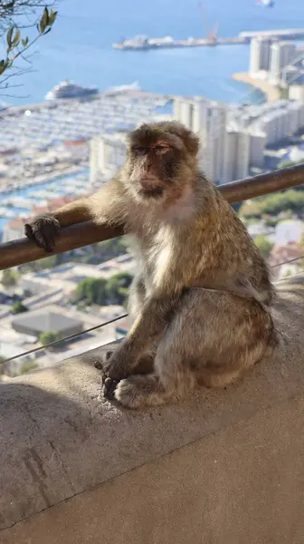 Photo Wildlife Monkey Rock Gibraltar Velká Británie Evropa — Stock fotografie