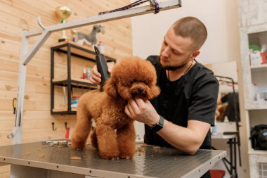 Professional male groomer making haircut of poodle teacup dog at grooming salon with professional equipment 