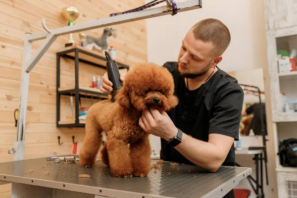 Professional Male Groomer Making Haircut Poodle Teacup Dog Grooming Salon — 스톡 사진