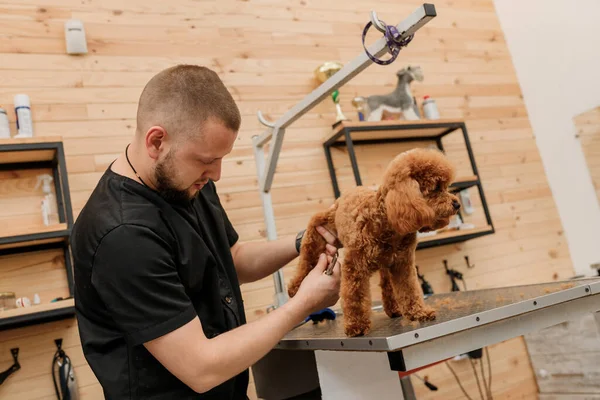 Professional Male Groomer Making Haircut Poodle Teacup Dog Grooming Salon — Foto Stock