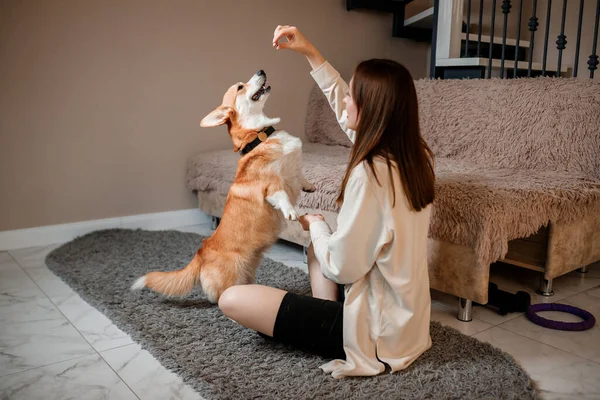 Atrakcyjny Uścisk Dziewczyny Zabawy Corgi Dog Domu Welsh Corgi Pembroke — Zdjęcie stockowe