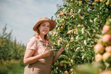 Mutlu gülen dişi çiftçi mahsulü, güz hasadı sırasında meyve bahçesinden taze olgun elmalar topluyor. Hasat zamanı.