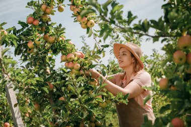 Mutlu gülen dişi çiftçi mahsulü, güz hasadı sırasında meyve bahçesinden taze olgun elmalar topluyor. Hasat zamanı.