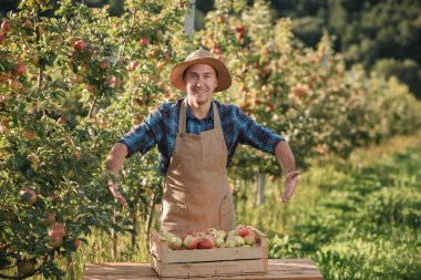Mutlu gülümseyen erkek çiftçi, sonbahar hasadı sırasında meyve bahçesinden taze olgun elmalar topluyor. Hasat zamanı.