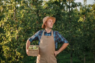 Mutlu gülen erkek çiftçi mahsulü sonbahar hasadı sırasında meyve bahçesinden taze olgun armutlar topluyor. Hasat zamanı.