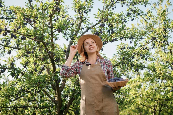 秋收期间 在果园花园采摘新鲜成熟李子的女务工人员微笑 收获时间 — 图库照片