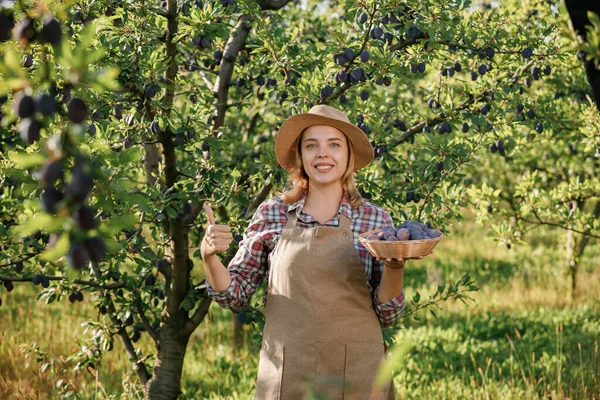Uśmiechnięta Pracownica Rolnicza Zbierająca Świeże Dojrzałe Śliwki Ogrodzie Sadowym Podczas — Zdjęcie stockowe