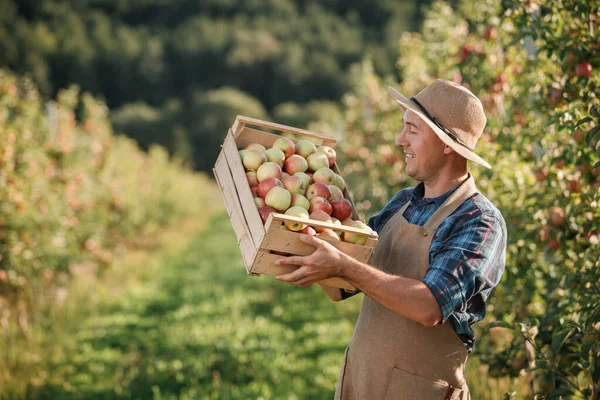 Щасливі Усміхнені Сільськогосподарські Культури Чоловіків Які Збирають Свіжі Стиглі Яблука — стокове фото