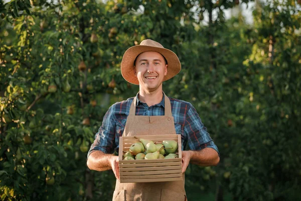 Szczęśliwy Uśmiechnięty Mężczyzna Pracownik Rolniczy Zbieranie Świeżych Dojrzałych Gruszek Ogrodzie — Zdjęcie stockowe