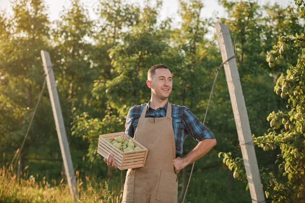 Χαρούμενος Χαμογελαστός Αρσενικός Αγρότης Εργάτης Συγκομιδή Νωπών Ώριμων Αχλαδιών Στον — Φωτογραφία Αρχείου
