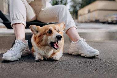 Adorable Welsh Corgi Pembroke Dog on walking in city with his owner