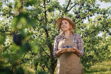 Gülümseyen dişi çiftçi, güz hasadı sırasında meyve bahçesinden taze erik topluyor. Hasat zamanı.