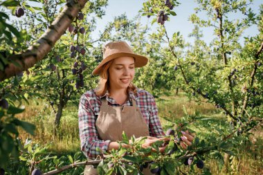 Sonbahar hasadı sırasında meyve bahçesinden taze erik toplayarak gülen kadın çiftçi mahsulünün portresi. Hasat zamanı.
