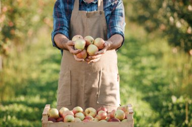 Sonbahar hasadı sırasında meyve bahçesinde taze elma toplayan çiftçi erkek işçilere yakın çekim. Hasat zamanı.