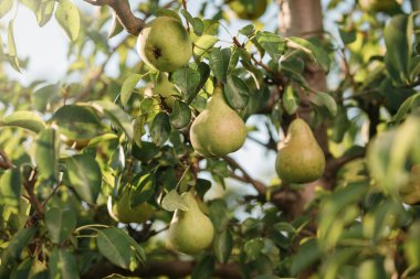 Yaz meyve bahçesinde ağaç dalında sallanan lezzetli taze armut sağlıklı organik doğa kavramı olarak kabul edilir. Olgun meyve hasadı 