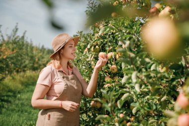Mutlu gülen dişi çiftçi mahsulü, güz hasadı sırasında meyve bahçesinden taze olgun elmalar topluyor. Hasat zamanı.