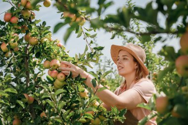Mutlu gülen dişi çiftçi mahsulü, güz hasadı sırasında meyve bahçesinden taze olgun elmalar topluyor. Hasat zamanı.