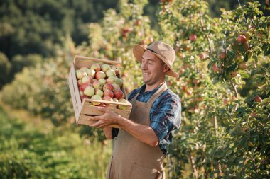 Mutlu gülümseyen erkek çiftçi, sonbahar hasadı sırasında meyve bahçesinden taze olgun elmalar topluyor. Hasat zamanı.