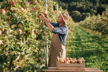 Mutlu gülümseyen erkek çiftçi, sonbahar hasadı sırasında meyve bahçesinden taze olgun elmalar topluyor. Hasat zamanı.