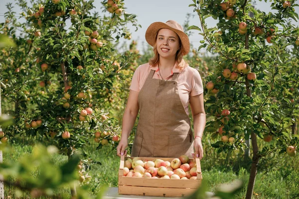 Szczęśliwy Uśmiech Kobieta Rolnik Uprawy Zbieranie Świeże Dojrzałe Jabłka Ogrodzie — Zdjęcie stockowe