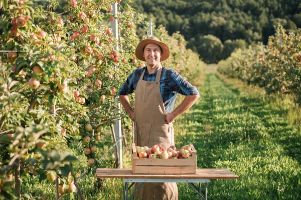 Щасливі Усміхнені Сільськогосподарські Культури Чоловіків Які Збирають Свіжі Стиглі Яблука — стокове фото