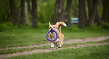 Mutlu Galler Corgi Pembroke köpek İlkbahar Parkı 'nda Puller ile oynuyor