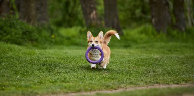 Mutlu Galler Corgi Pembroke köpek İlkbahar Parkı 'nda Puller ile oynuyor