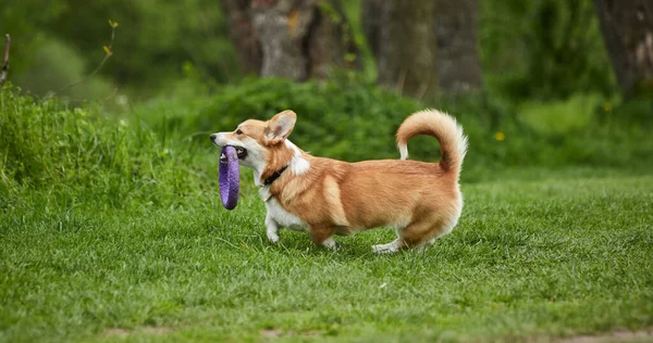 Happy Welsh Corgi Pembroke Pies Bawi Się Ściągaczem Parku Wiosennym — Zdjęcie stockowe