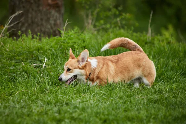 快乐的威尔士科吉彭布罗克狗在春天的公园里玩耍 — 图库照片