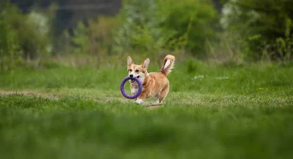 Glücklicher Walisischer Corgi Pembroke Hund Spielt Mit Zugmaschine Frühlingspark — Stockfoto