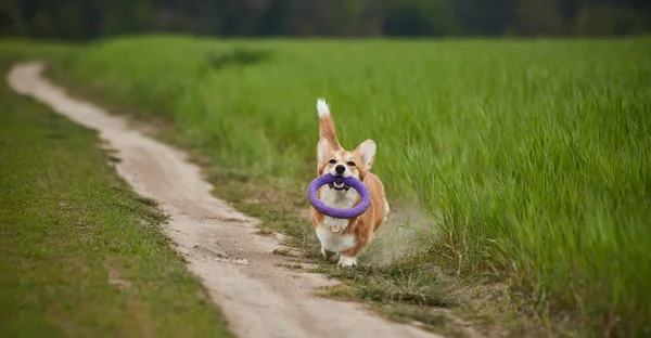 Glücklicher Walisischer Corgi Pembroke Hund Spielt Mit Abzieher Frühlingsfeld — Stockfoto
