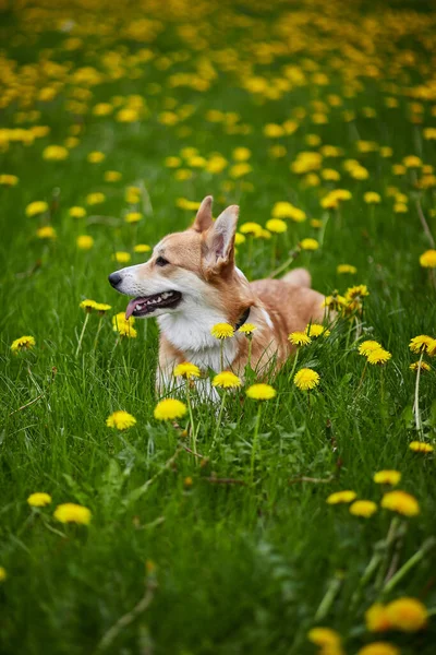 Счастливый Валлийский Пес Корги Пемброк Сидит Желтом Поле Одуванчиков Траве — стоковое фото